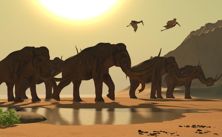 Wonderfully Weird Facts, mammoths 