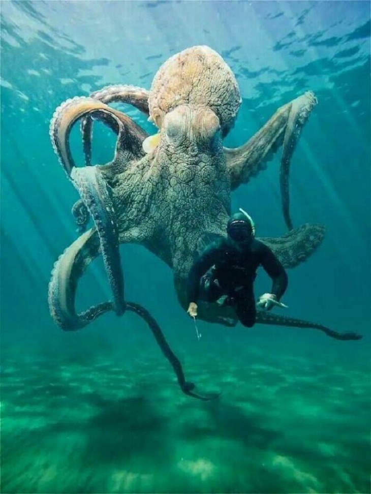 Pictures of Massive Things, octopus
