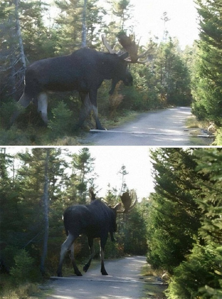 Pictures of Massive Things, moose 