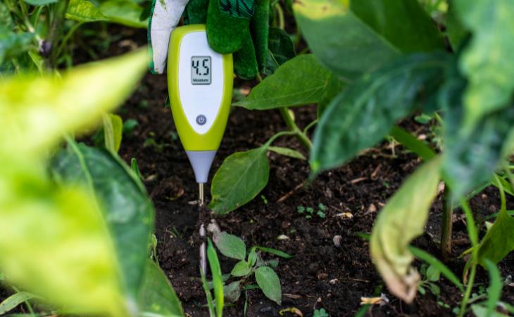  Gardening in a Heat Wave, soil moisture meter 