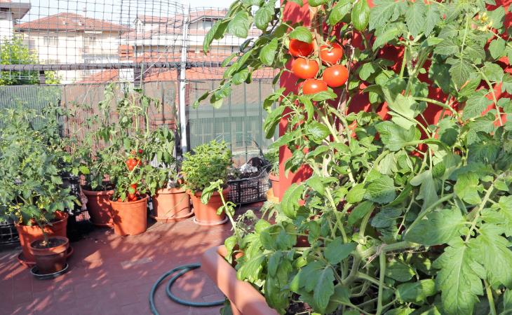  Gardening in a Heat Wave, 
