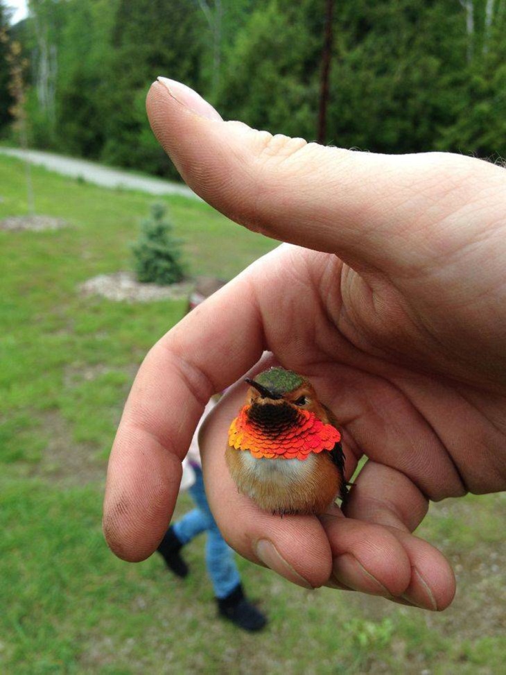 Cute Animal Encounters, hummingbird