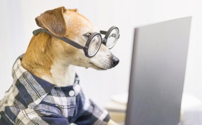 Hard trivia: a dog with glasses in front of a computer