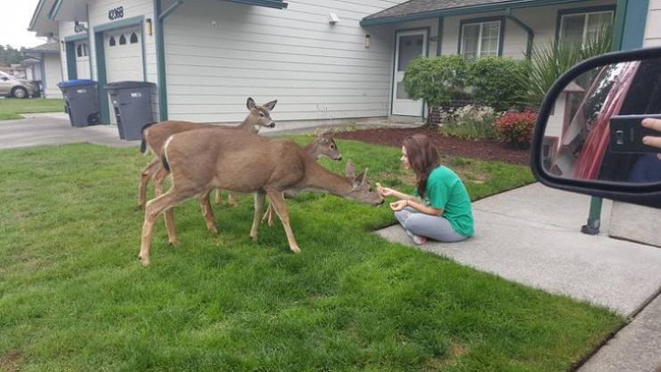 Cute Animal Encounters, deer