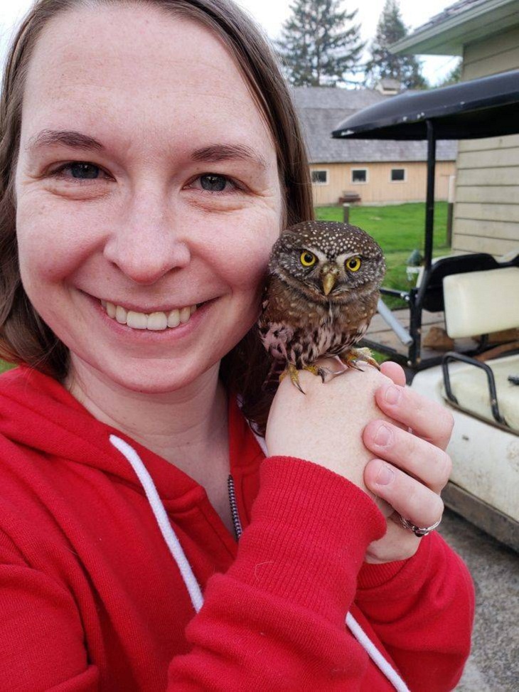 Cute Animal Encounters, owl
