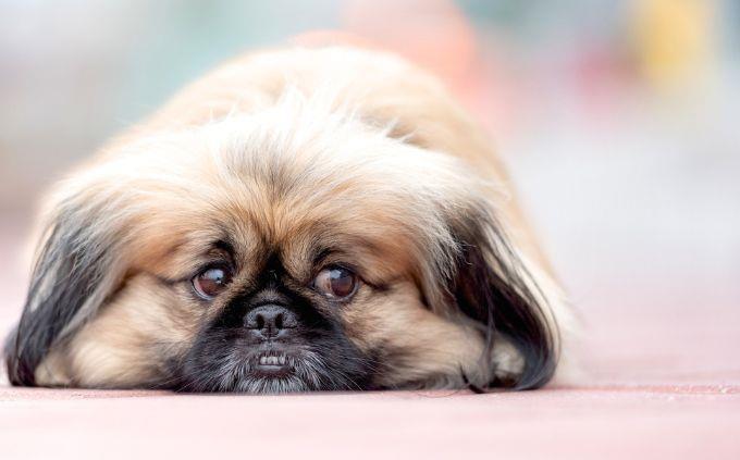 Hard trivia: Sad dog