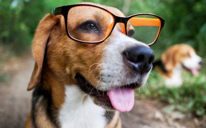 Hard trivia: a dog with glasses