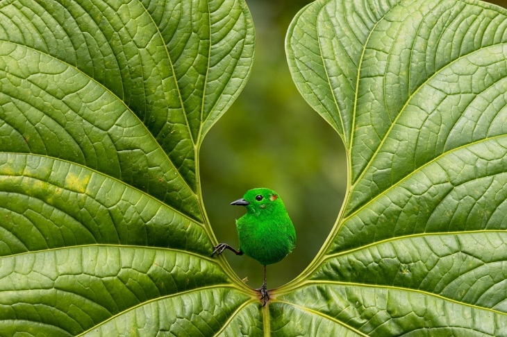 Bird Photographer of the Year, Tanager 