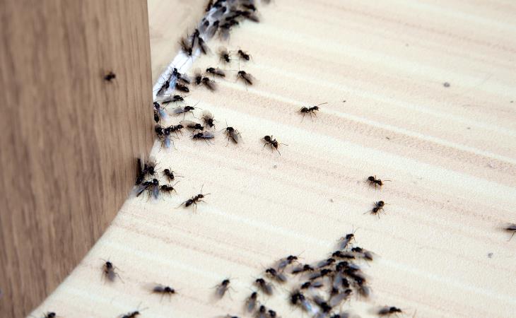  Peanut Butter Life Hacks, ants