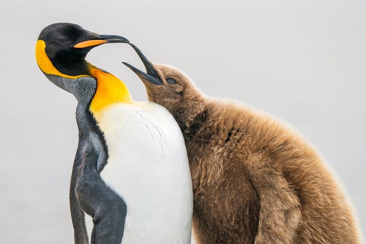 Bird Photographer of the Year, penguin