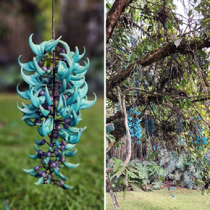 Fascinating Plants, Strongylodon macrobotrys, commonly known as jade vine