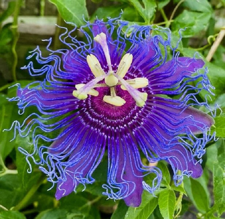 Fascinating Plants, Passion flower