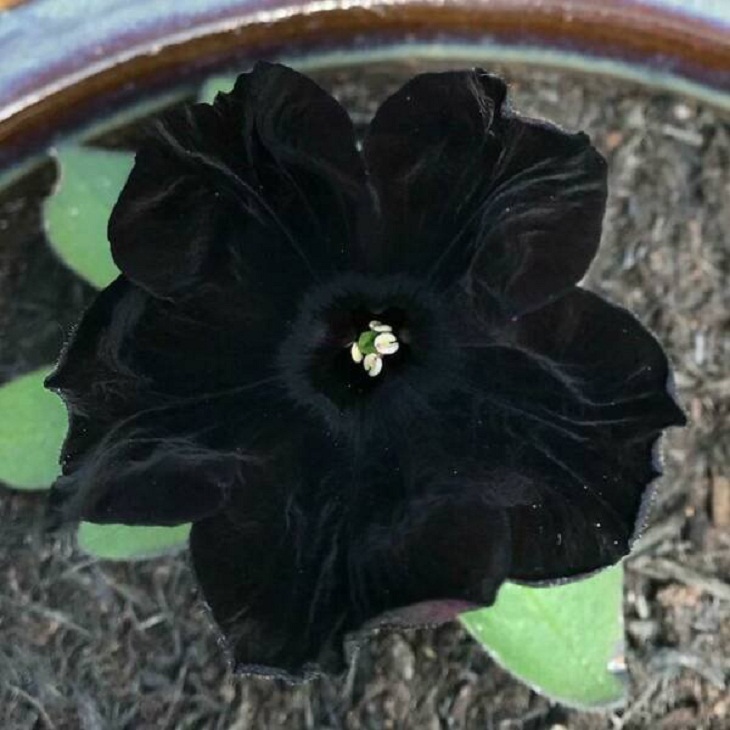 Fascinating Plants, Black Velvet