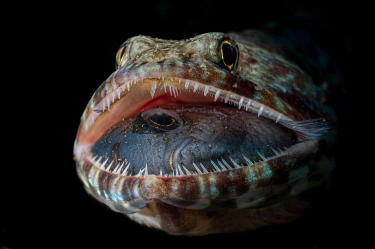 Underwater Photographer of the Year 2023, lizardfish 