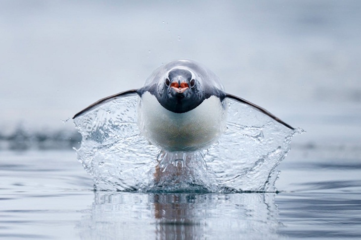Underwater Photographer of the Year 2023, penguin