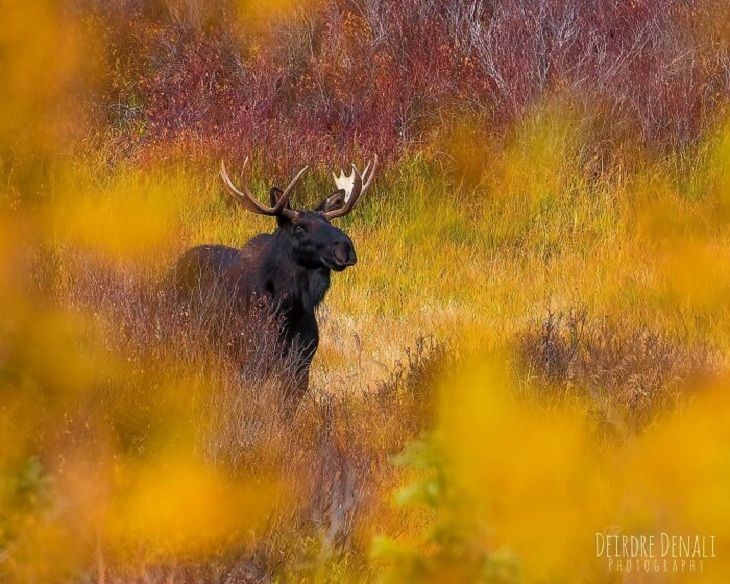 Fall Photos, Moose