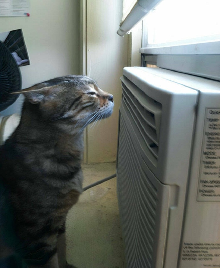 animais refrescando-se no calor