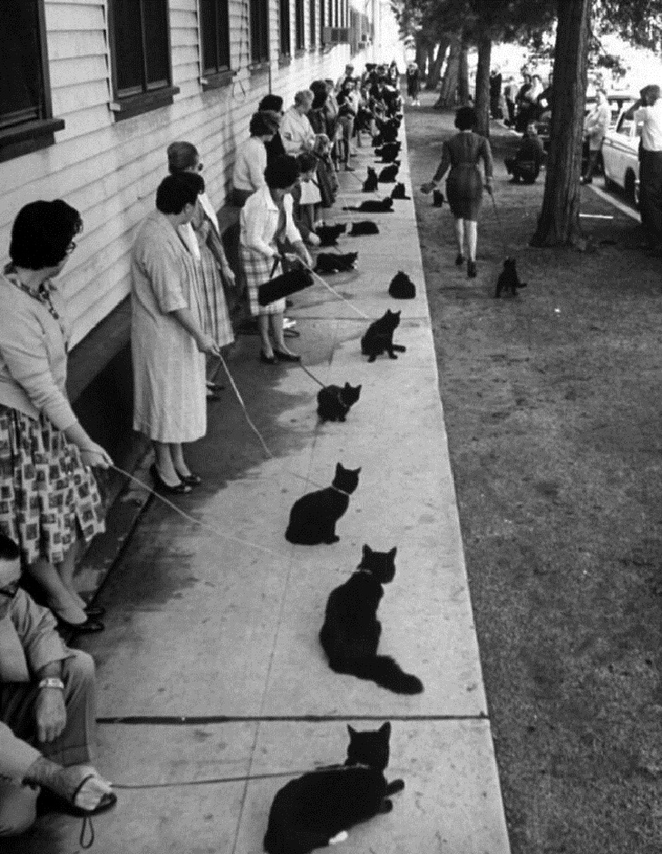 Vintage Cat Photos, black cat auditions