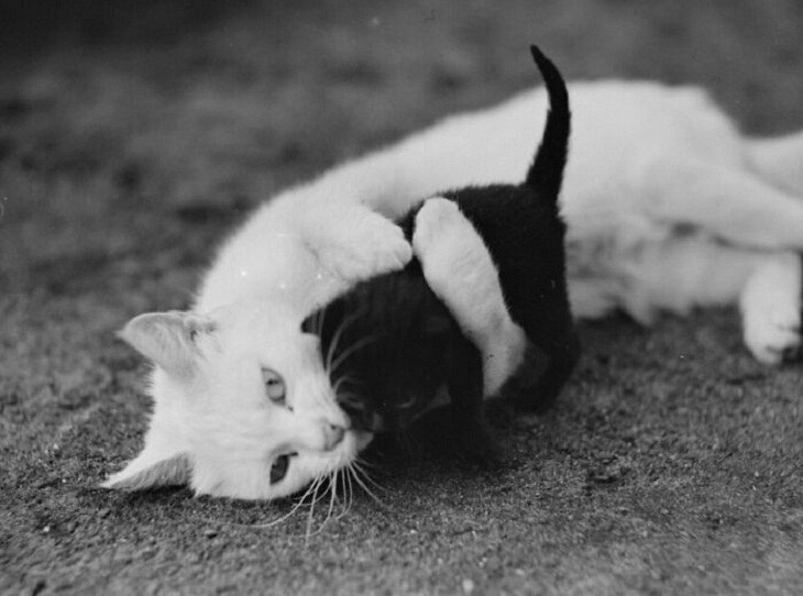 Vintage Cat Photos, 