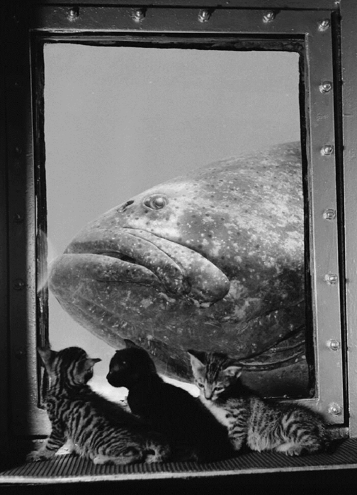 Fotos vintage de gatos