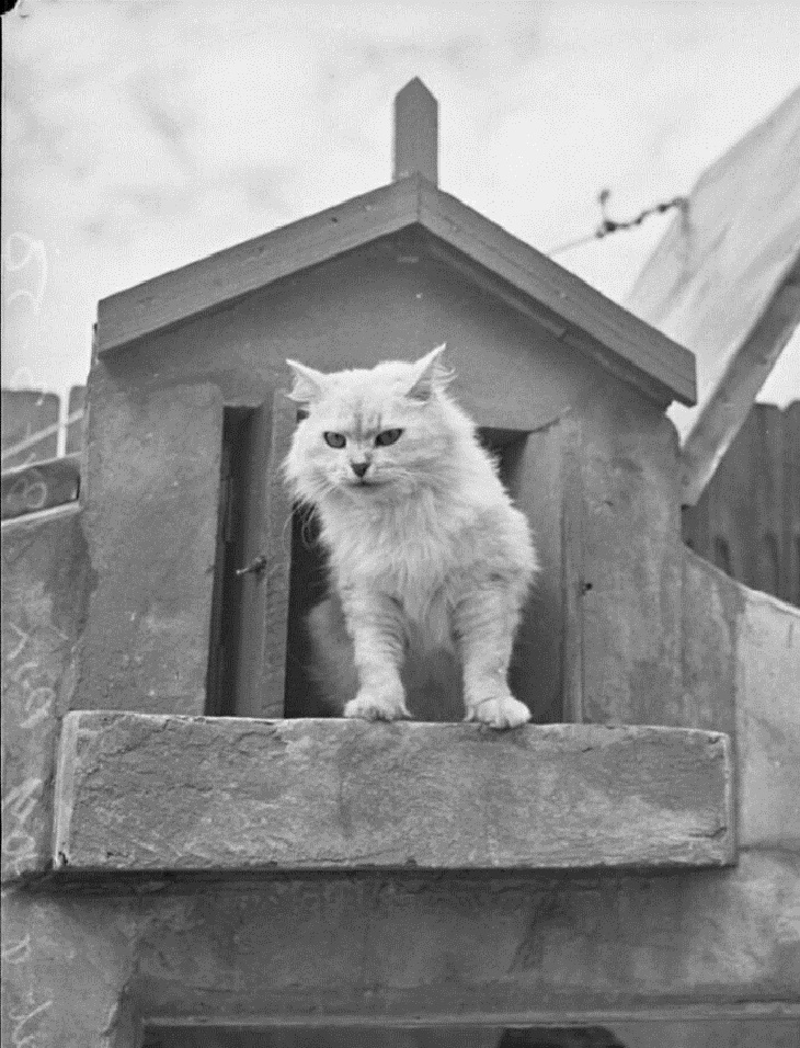 Vintage Cat Photos, 