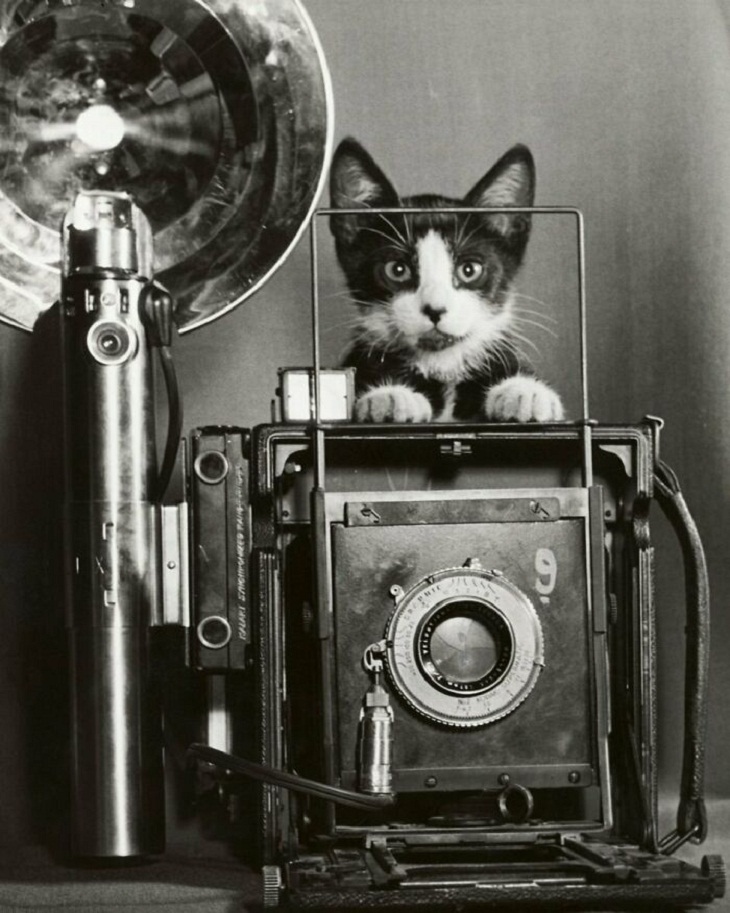 Fotos vintage de gatos Kodak 