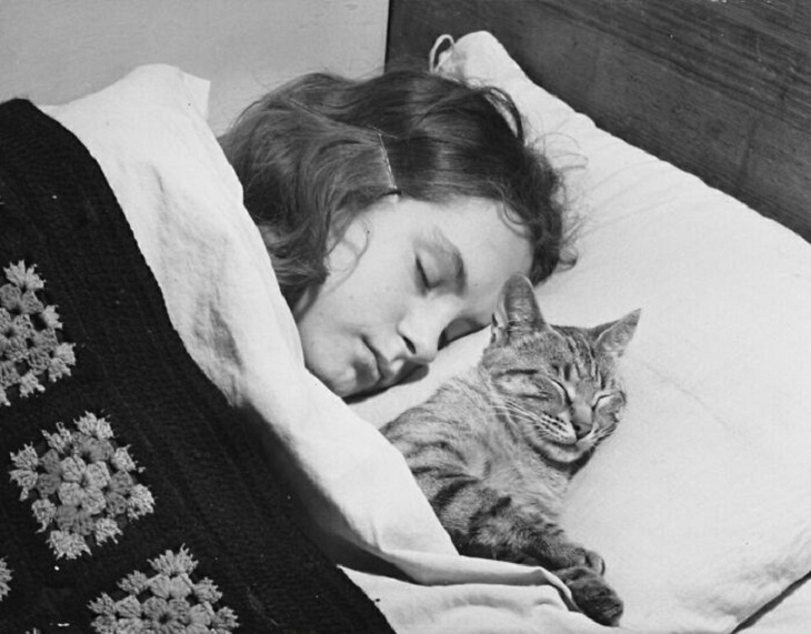 Fotos vintage de gatos soneca