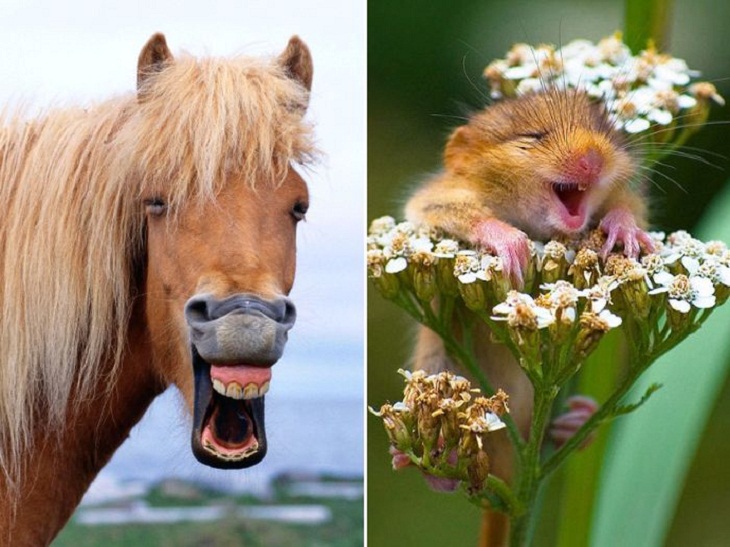 When Animals Laugh, We Smile… (14 Pics)