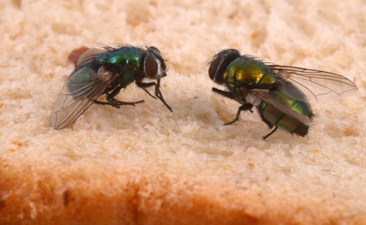 2 flies on bread