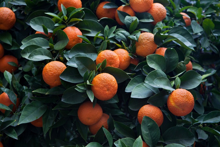 Different Types of Oranges
