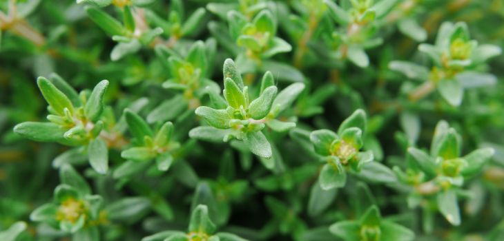 Herbs recommended to plant in autumn: Thyme