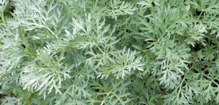 Herbs recommended to plant in autumn: Artemisia