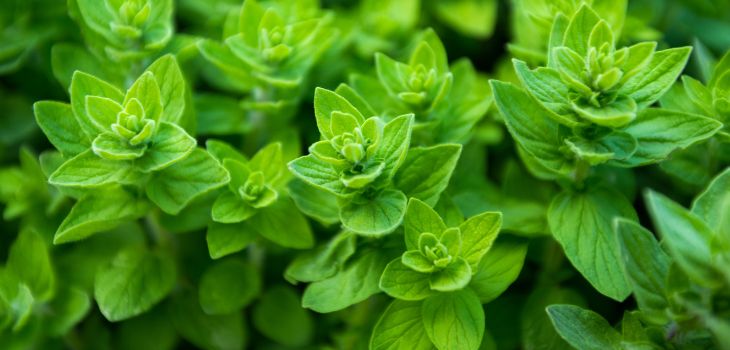 Herbs recommended to plant in autumn: Oregano