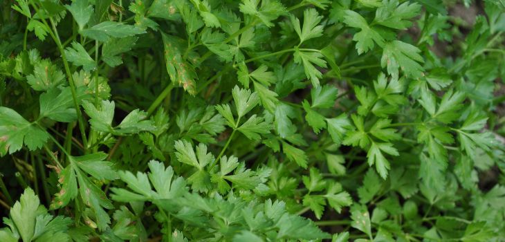 Herbs recommended to plant in autumn: Parsley