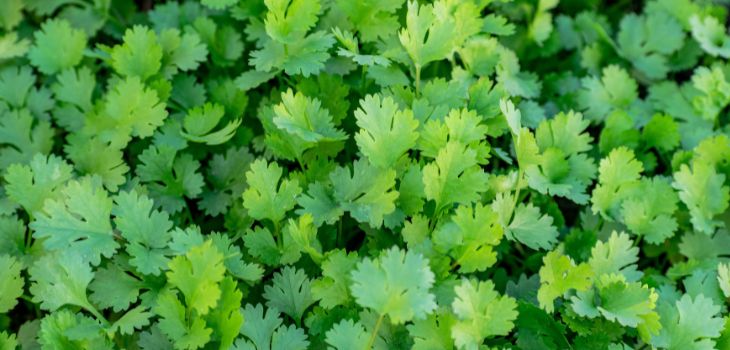 Herbs recommended to plant in autumn: Coriander