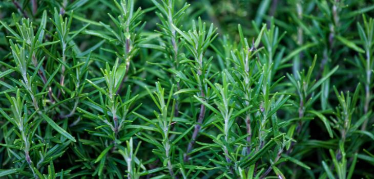 Herbs recommended to plant in autumn: Rosemary