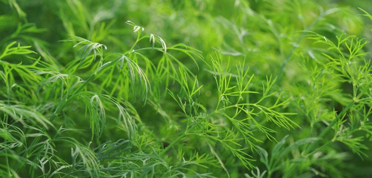 Herbs recommended to plant in autumn: Dill