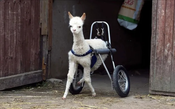 Animals Who Got Cool Disability Upgrades