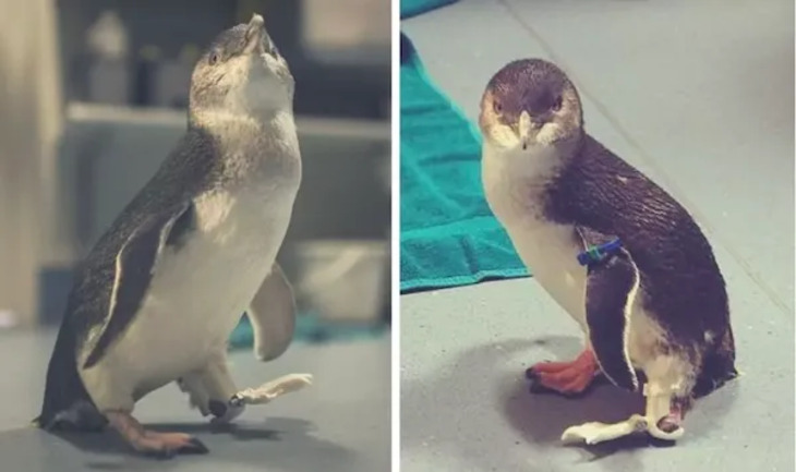 Animals Who Got Cool Disability Upgrades