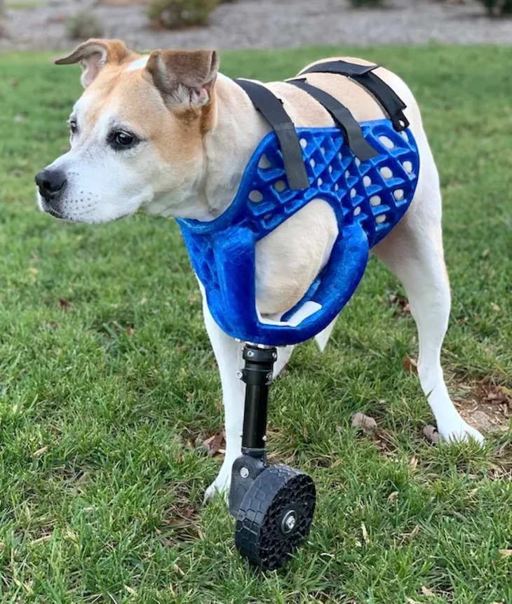 Animals Who Got Cool Disability Upgrades