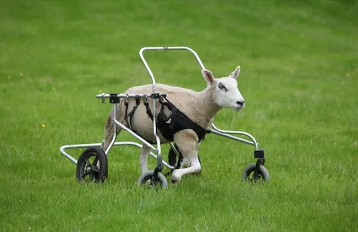 Animals Who Got Cool Disability Upgrades