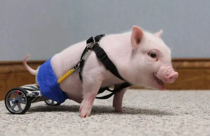 Animals Who Got Cool Disability Upgrades