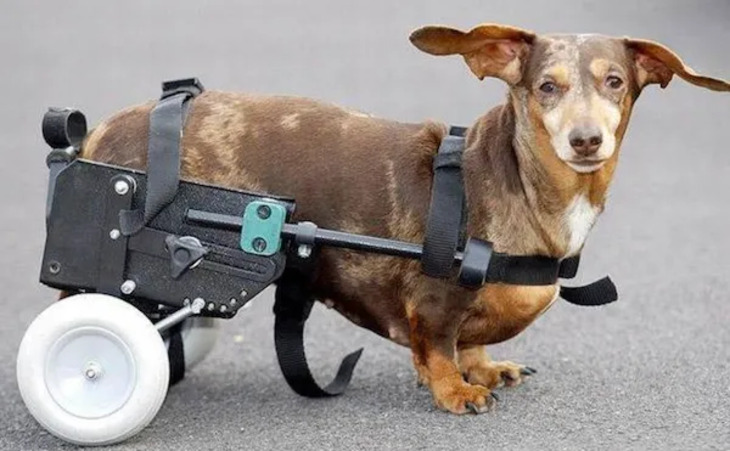 Animals Who Got Cool Disability Upgrades