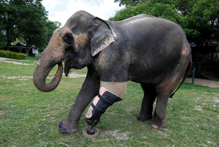 Animals Who Got Cool Disability Upgrades