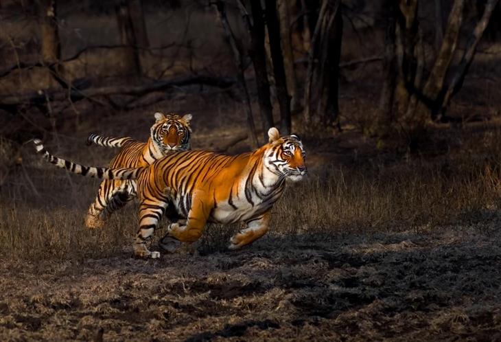 Fotos de tigres: tigres correndo