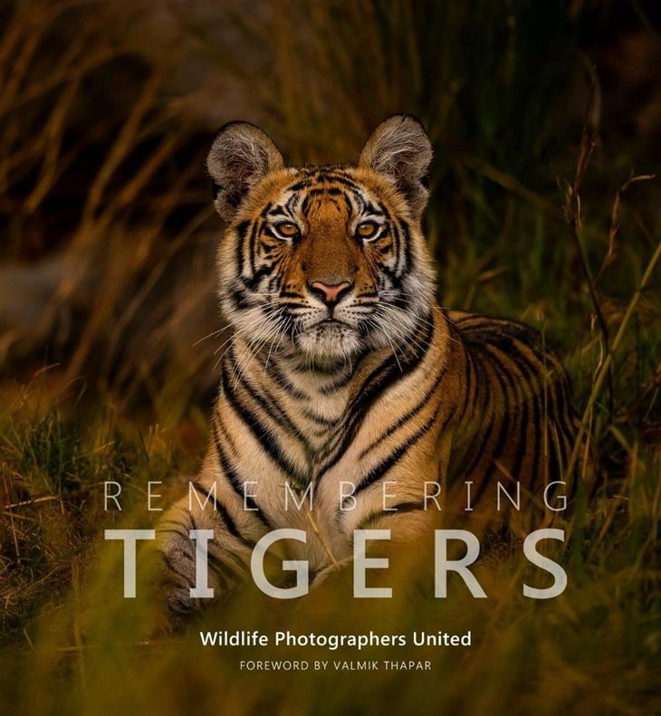 Fotos de tigres: imagem da capa do livro sobre tigres