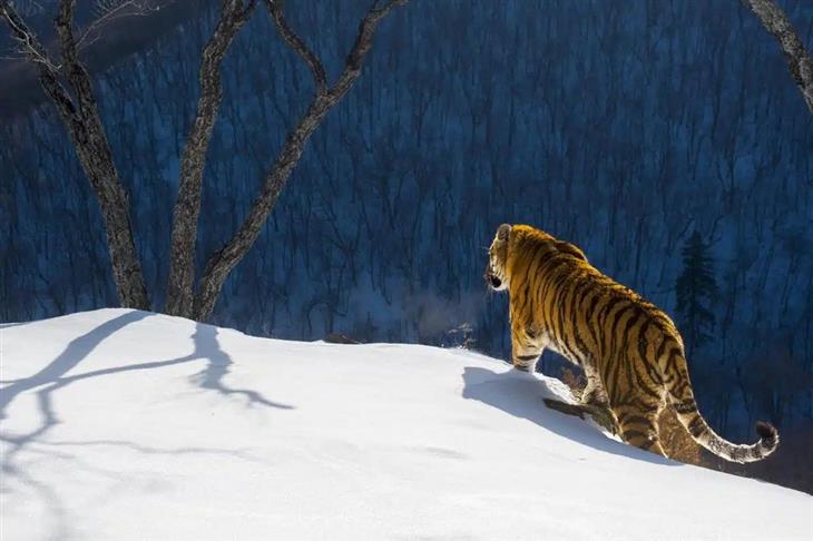 Tiger photos: A tiger walking in the snow