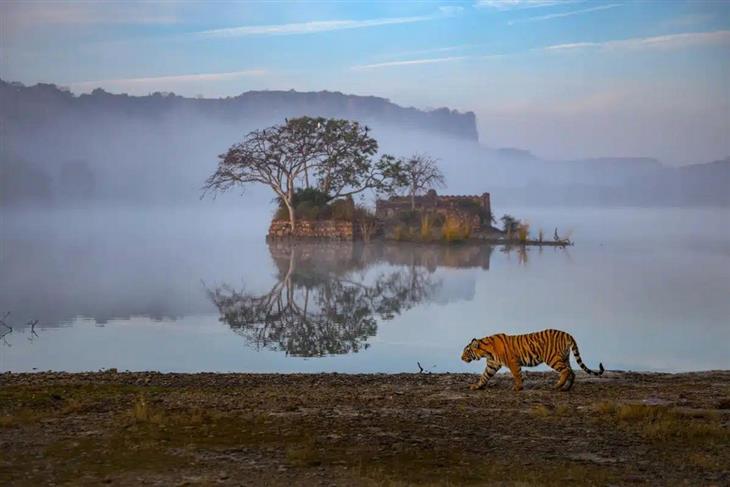 Fotos de tigres: tigre caminhando ao lado de um lago