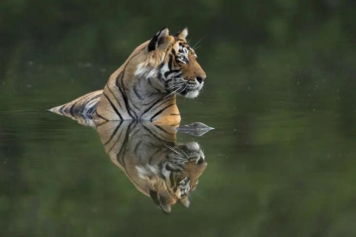 Tiger photos: A tiger in the water