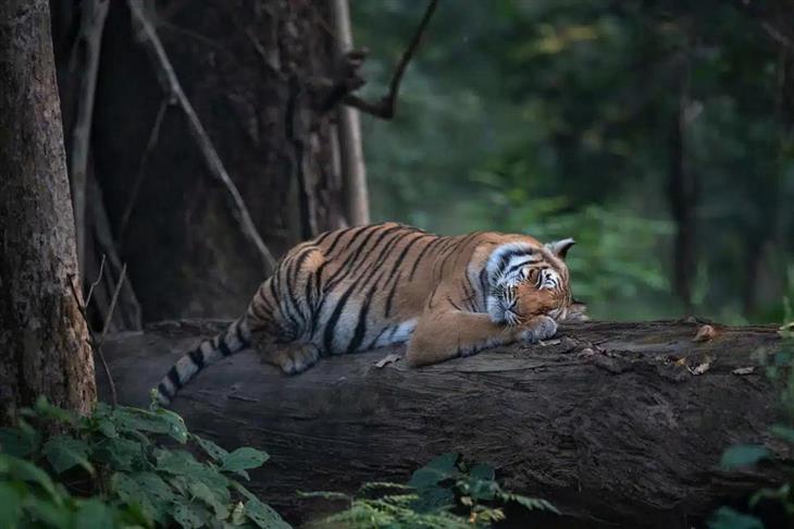 Fotos de tigres: tigre dormindo numa árvore